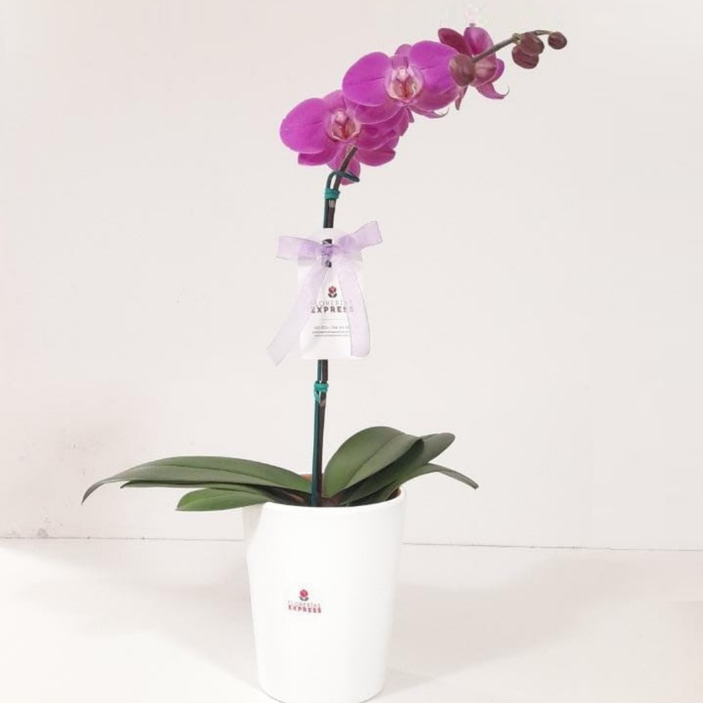 Orquídea